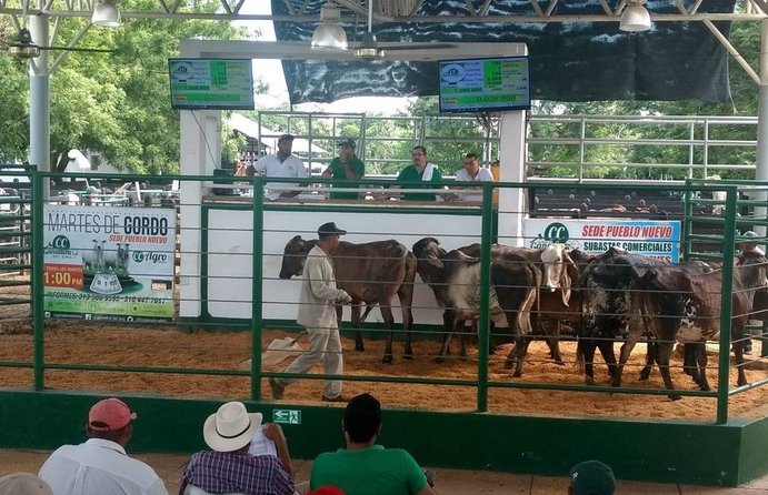 Atraso en la expedición de guías del ICA afecta al sector ganadero en Colombia