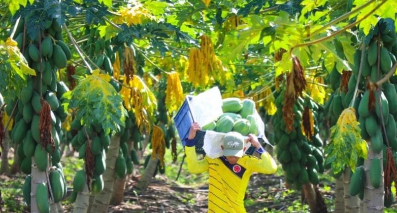 Córdoba se posiciona con papaya, mango y piña