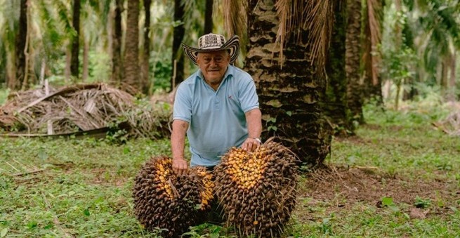 Palmeros produjeron medio billón de pesos en 2024