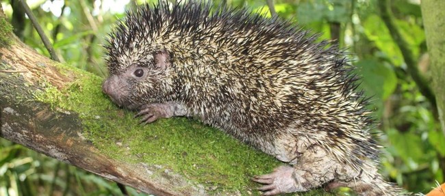 Descubren nueva especie de puercoespín en Colombia