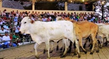 Más de 30 mil animales se subastaron en enero, en Córdoba y Sucre