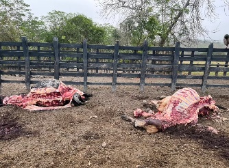 Sacrificio ilegal, extorsión y venta de carne robada, delitos sin parar
