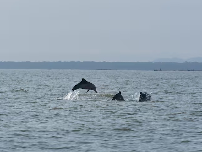 Hallazgos ambientales en el Golfo de Morrosquillo