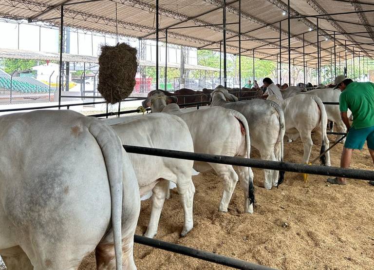 Inicia Expoterneros Montería 2025, la vitrina ganadera de Colombia