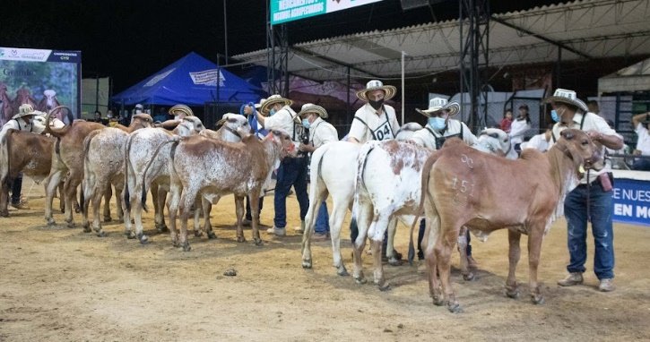 Expoterneros 2025 la vitrina ganadera de Colombia que reúne a más de 14 departamentos