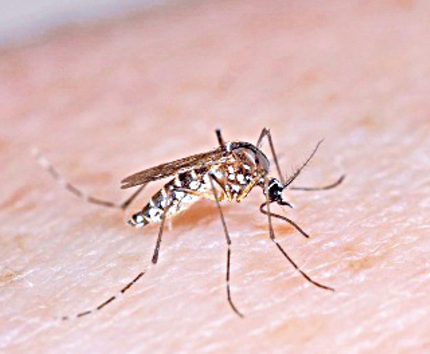 En Córdoba más de mil 900 casos de dengue en lo que va de 2025