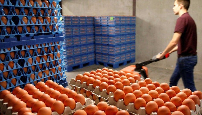 El buen momento del sector avícola en Colombia