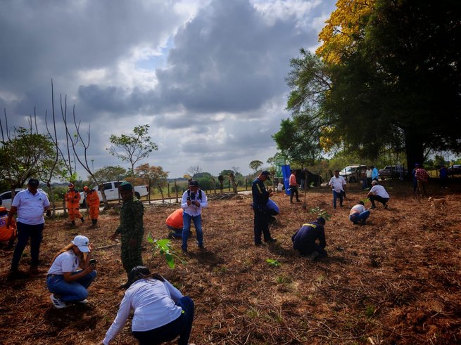 Afinia siembra 7.512 árboles en Montelíbano
