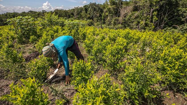 Cultivos de coca aumentaron: ONU