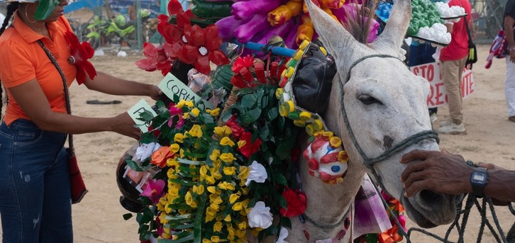 Preparaciones para el Festival Nacional del Burro en San Antero