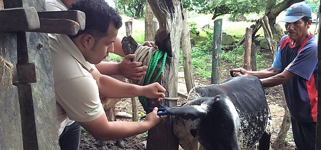 Piloto de trazabilidad bovina en el Caribe
