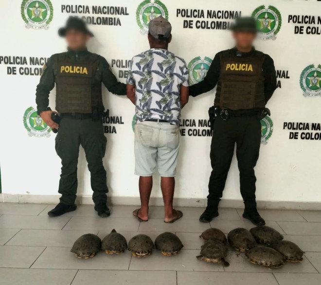 Policía incautó tortugas, hicoteas y pescados en Sahagún