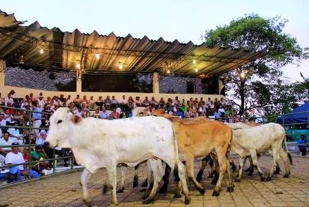 Opca señala caída de precios de ganado en febrero en Córdoba y Sucre
