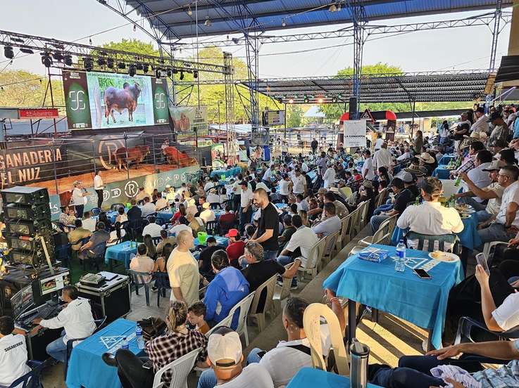 Ganado, a 15 mil el kilo en Puerto Berrío