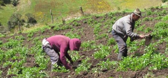 Campesinos comienzan a competir para exportar