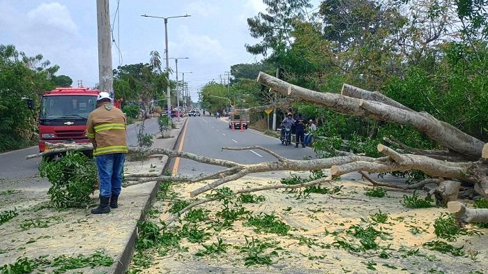 Bloqueo por caída de árbol