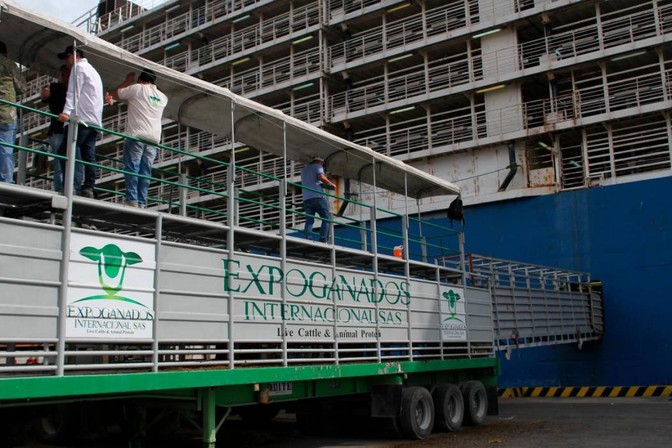 No habrá exportación de ganado en pie en abril y mayo