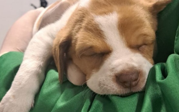 Hombre que viajaba a Montería abandonó a su perro