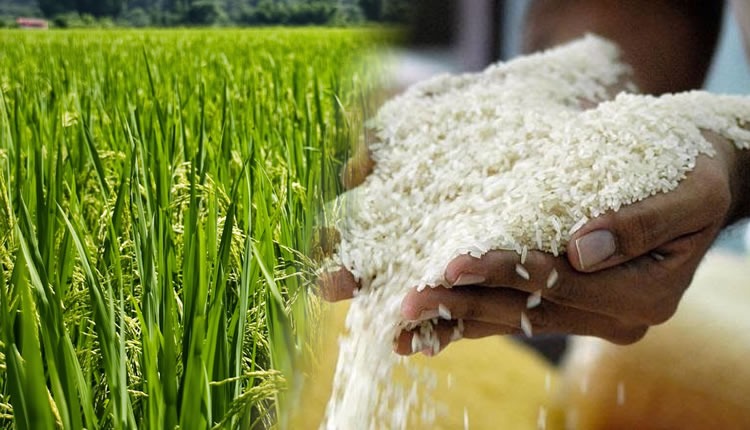 Subproductos del arroz, con potencial en Sucre