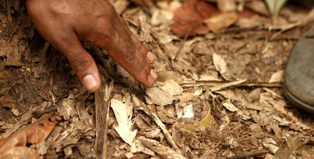 Procuraduría alerta por la recontaminación con minas antipersonal
