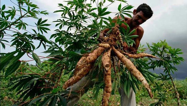 Yuca, papa y batata con mayor peligro por las lluvias