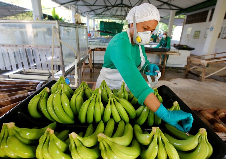 Bananeros piden mesura para el sector tras anuncio económico de EE.UU