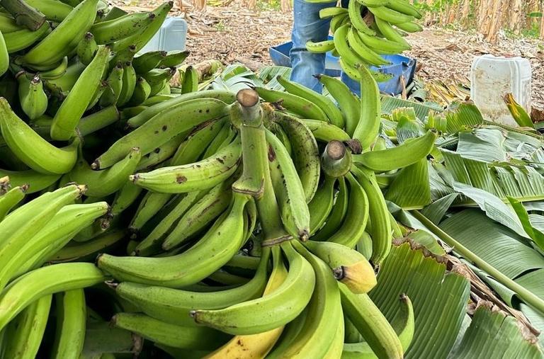 El plátano le apunta a mercados globales