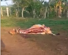 Le mataron las tres vacas que tenía
