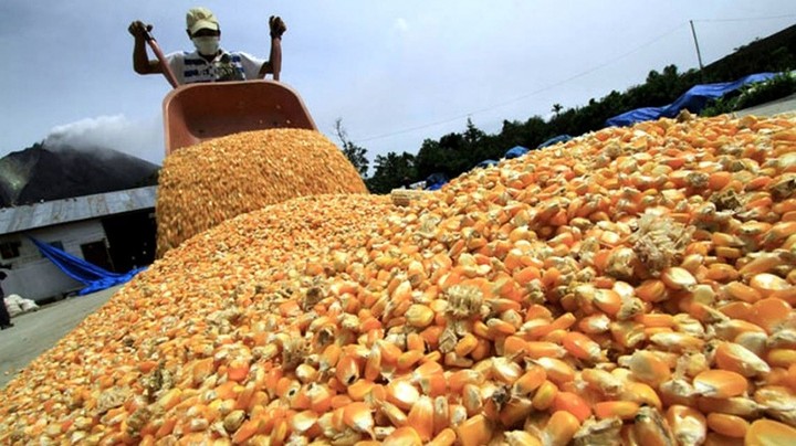 Incrementó la dependencia de las importaciones de cereales, leguminosas y soya