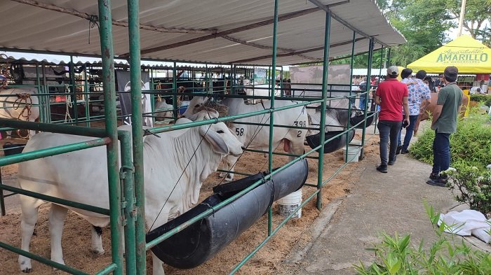 En 2025 la Feria se crece para el disfrute familiar