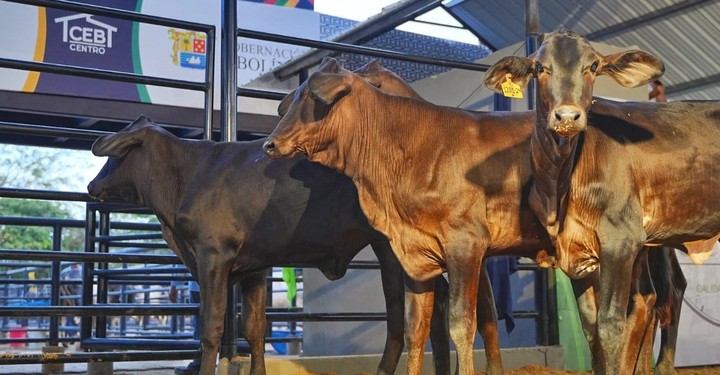 AgroBolívar 2025 cerró con ventas por un millón de dólares