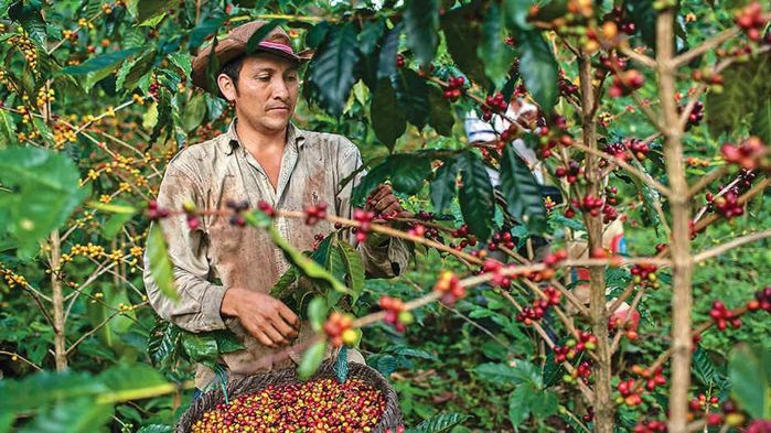 Colombia mantiene el liderazgo cafetero