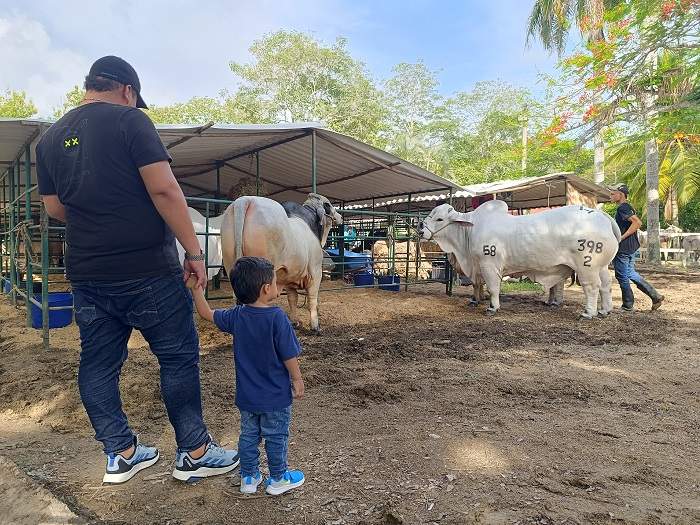 Lo mejor del ganado bovino está en la Feria de Sincelejo