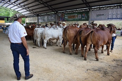 La feria de Sincelejo, el plan, hoy continúan las emociones.