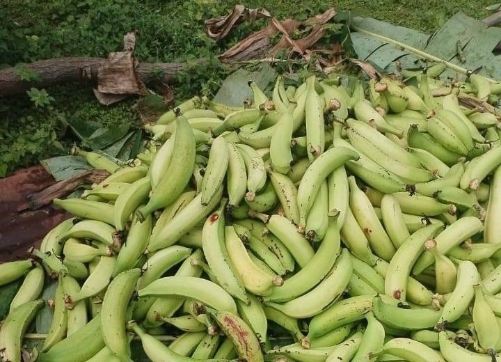 'Platanex': El plátano como motor de la región