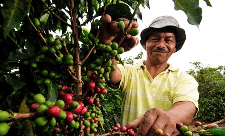 El Café y la pesca impulsan la economía