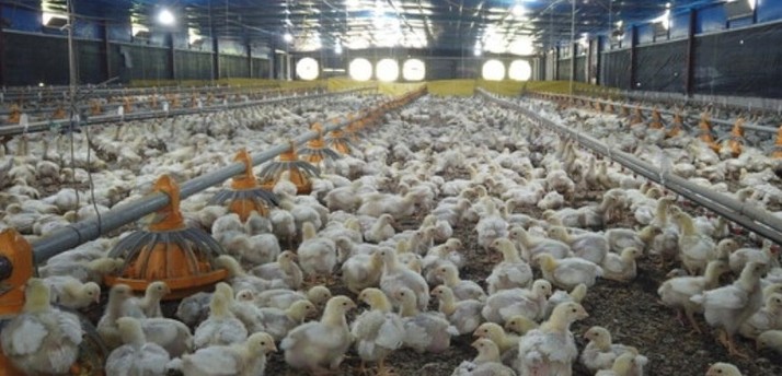Gripe aviar complica exportaciones de Brasil