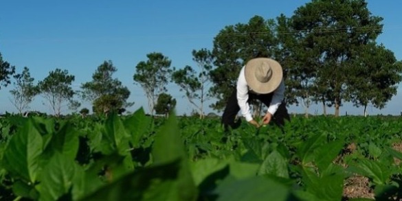 Disminuyó producción de cereales y leguminosas