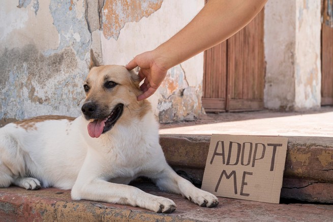 Adopta con responsabilidad