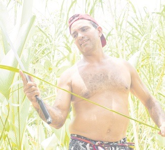 La caña flecha es el cultivo de la tradición y la cultura