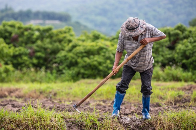 Hoy es día de quienes labran el campo y la producción