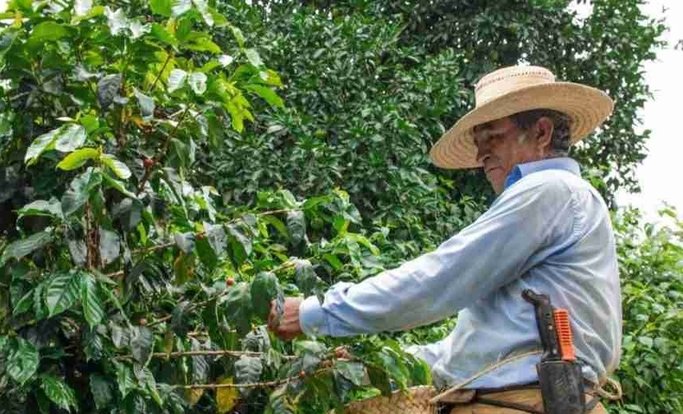 Disminuyó producción cafetera por la temporada de lluvias