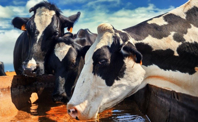 El cambio climático impacta la producción ganadera