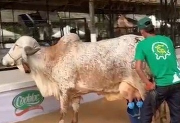 La PreFeria arrancó con impulso a la ganadería