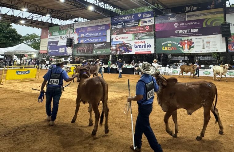 Empezó la Feria con lo mejor de las razas cebuínas