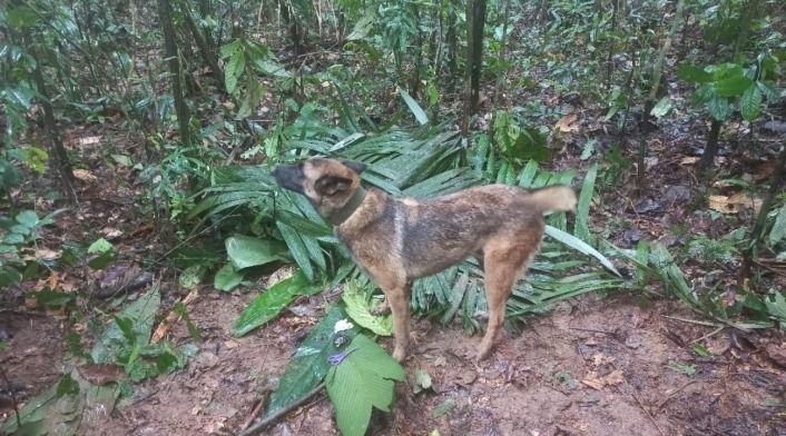 “Improbable” encontrar a Wilson en la selva: Fuerzas Militares