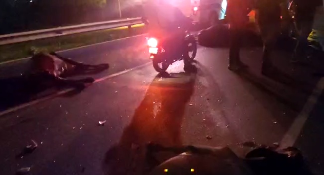 Se estrelló contra tres vacas y las mató
