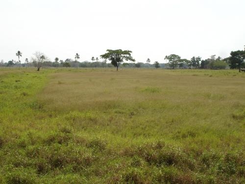 Habrían hurtado cinco reses en una finca de El Roble