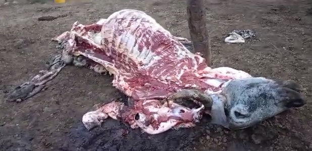 Delincuentes los amarraron, pelaron vacas y arrasaron con lo que hallaron