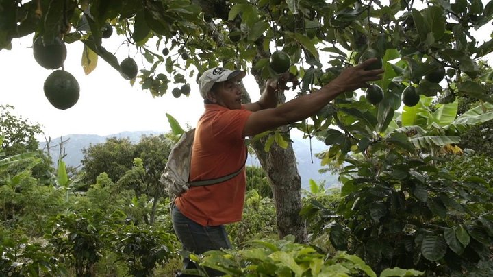 $20 billones para prestar a productores